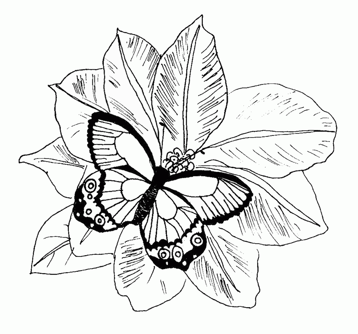 Butterflies Coloring Pages to Print Butterflies Coloring Pages to Print