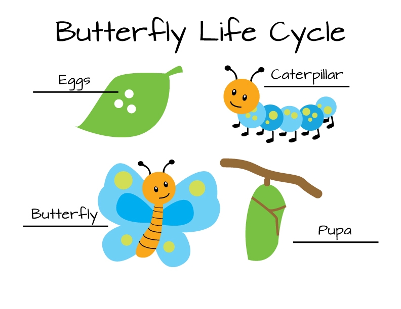 Butterfly Cycle Clipart 19 Free Cliparts Download Images On Butterfly Cycle Clipart 19 Free Cliparts Download Images On