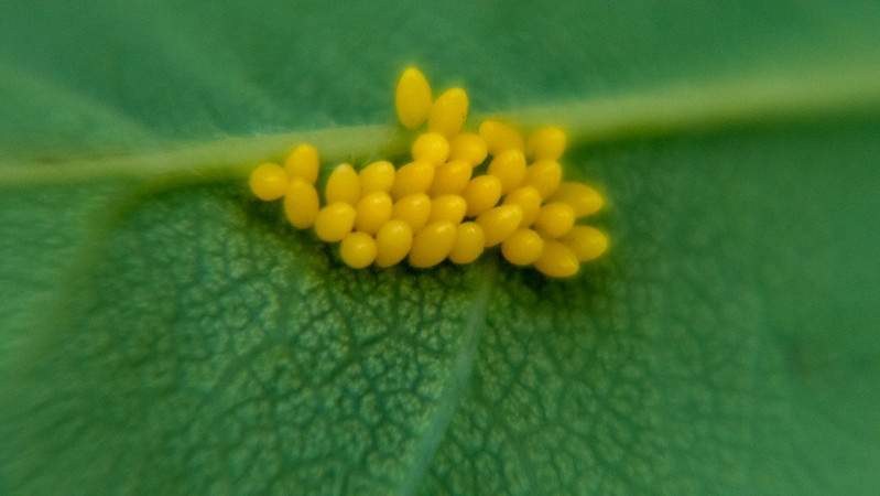 Butterfly Eggs Cabbage White Wolves Wild Butterfly Eggs Cabbage White Wolves Wild