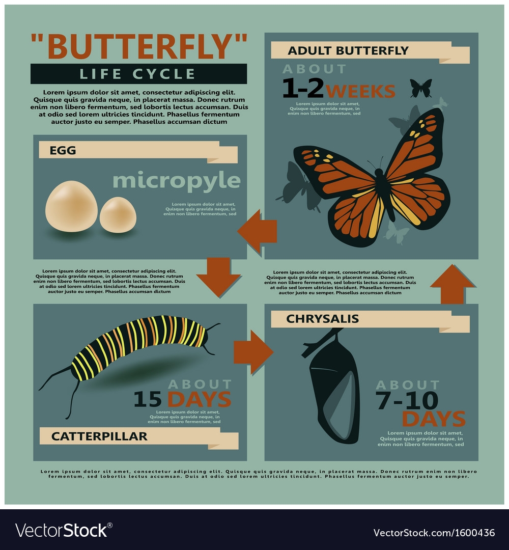 Butterfly Is Life Cycle Royalty Free Vector Image Butterfly Is Life Cycle Royalty Free Vector Image