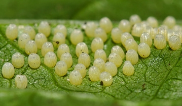 Butterfly Life Cycle