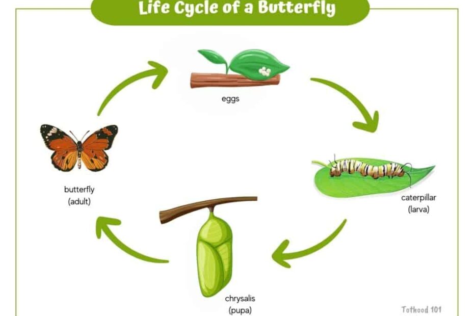 Butterfly Life Cycle Activities For Preschoolers