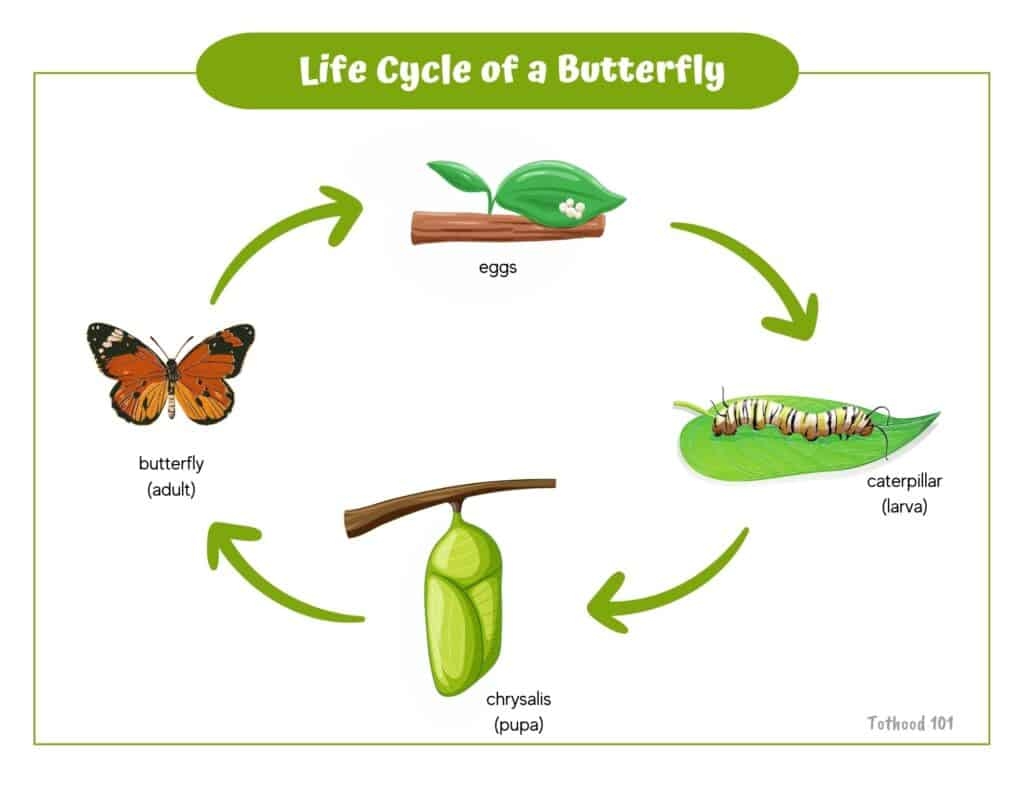 Butterfly Life Cycle Activities For Preschoolers Butterfly Life Cycle Activities For Preschoolers