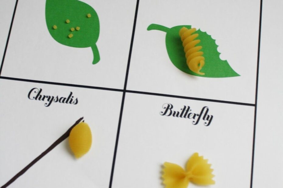 Butterfly Life Cycle Activity