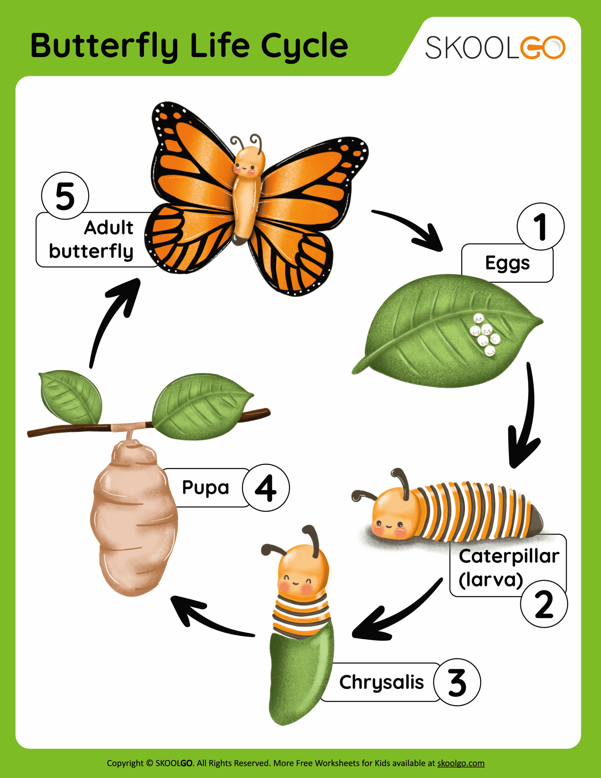 life cycle of a butterfly activity life cycle of a butterfly activity