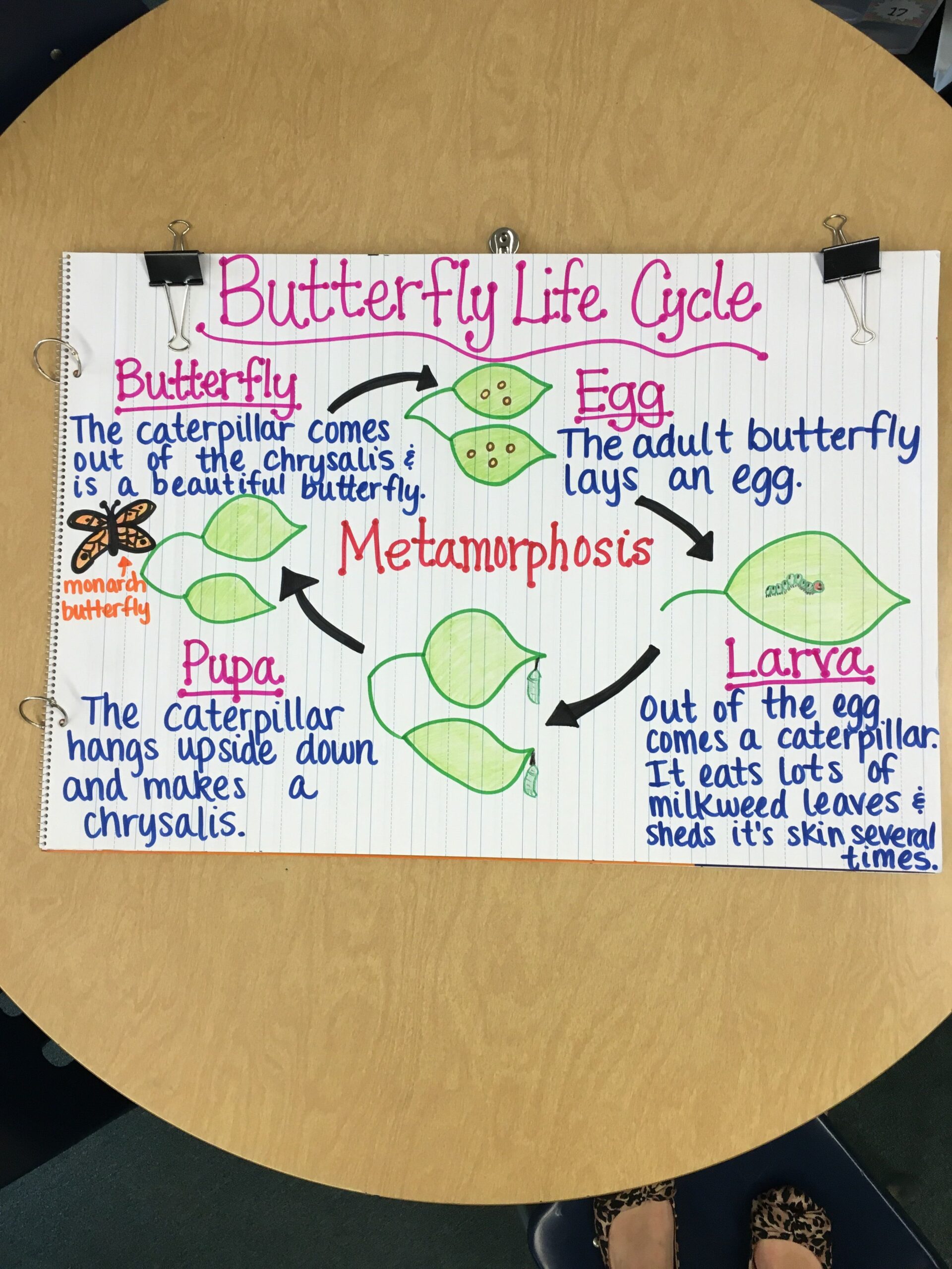 Butterfly Life Cycle Anchor Chart Butterfly Life Cycle Anchor Charts Butterfly Life Cycle Anchor Chart Butterfly Life Cycle Anchor Charts