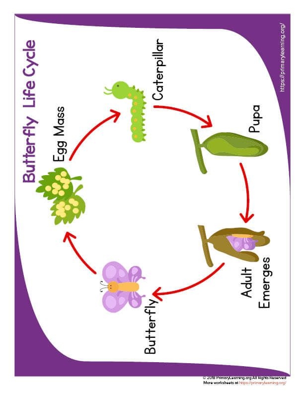 Butterfly Life Cycle Anchor Chart Butterfly Life Cycle Anchor Chart