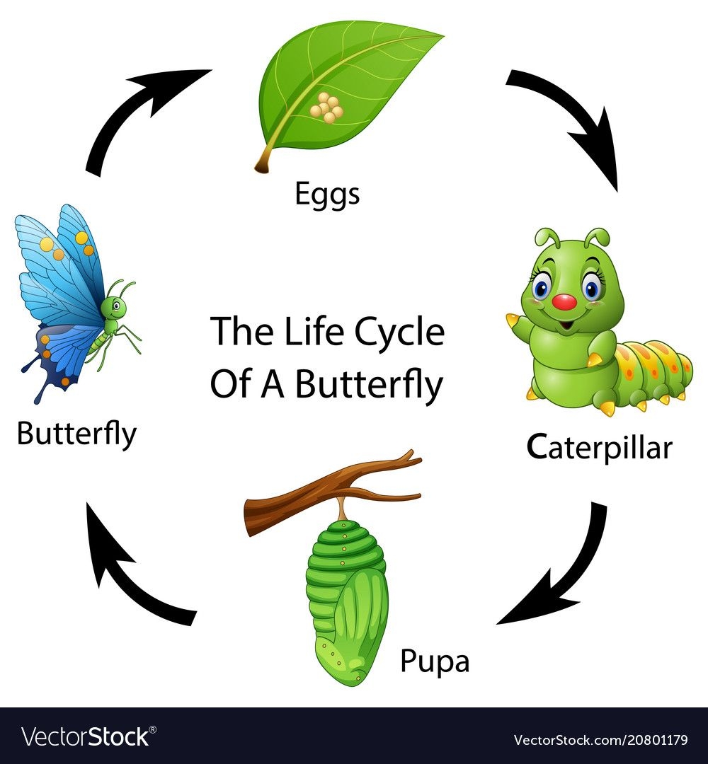 Butterfly Life Cycle Art Preschool At Pete Dyer Blog