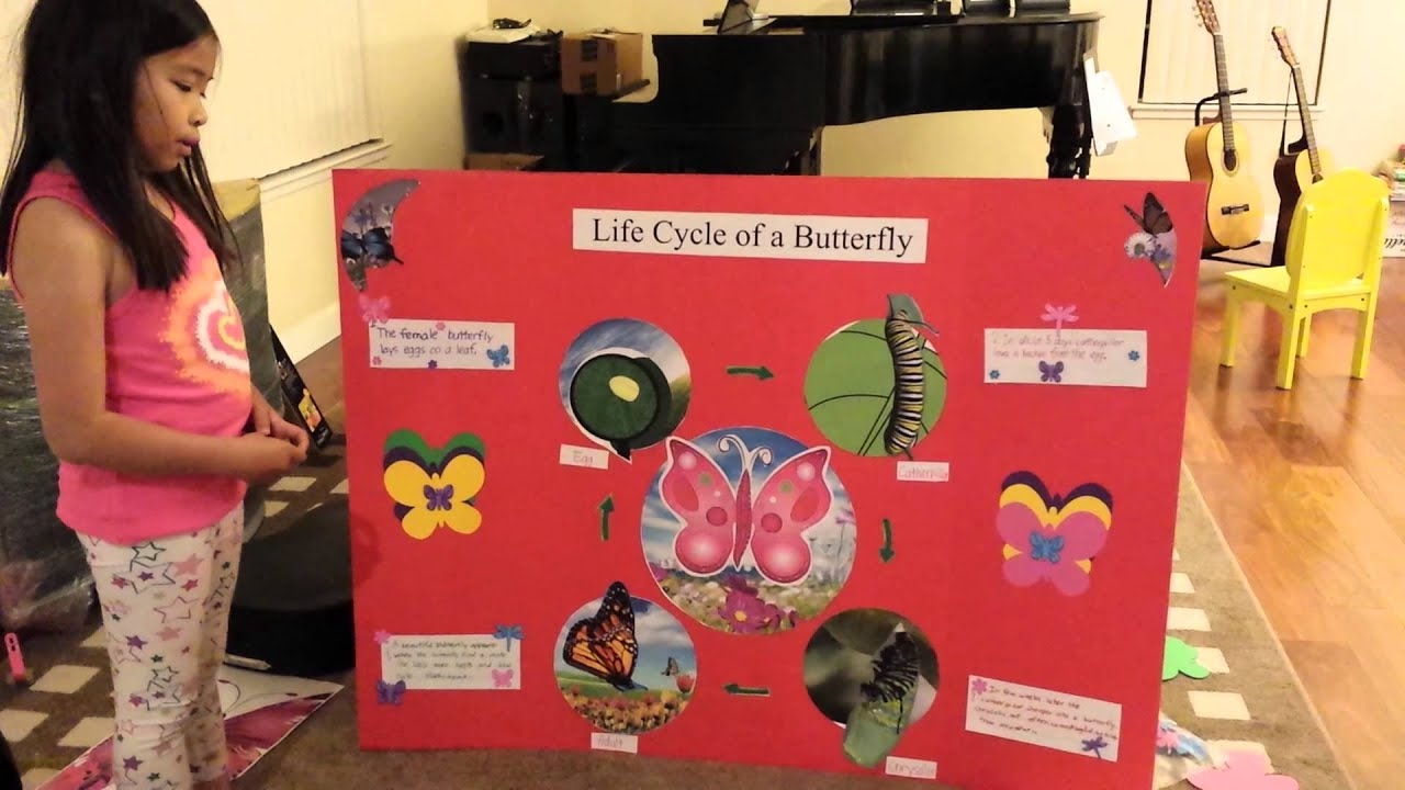 Science Butterfly Life Cycle Science Butterfly Life Cycle