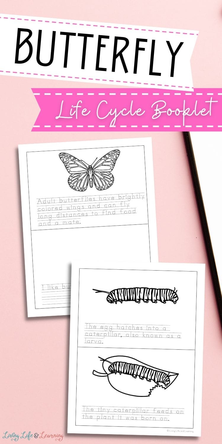 Butterfly Life Cycle Booklet Butterfly Life Cycle Booklet