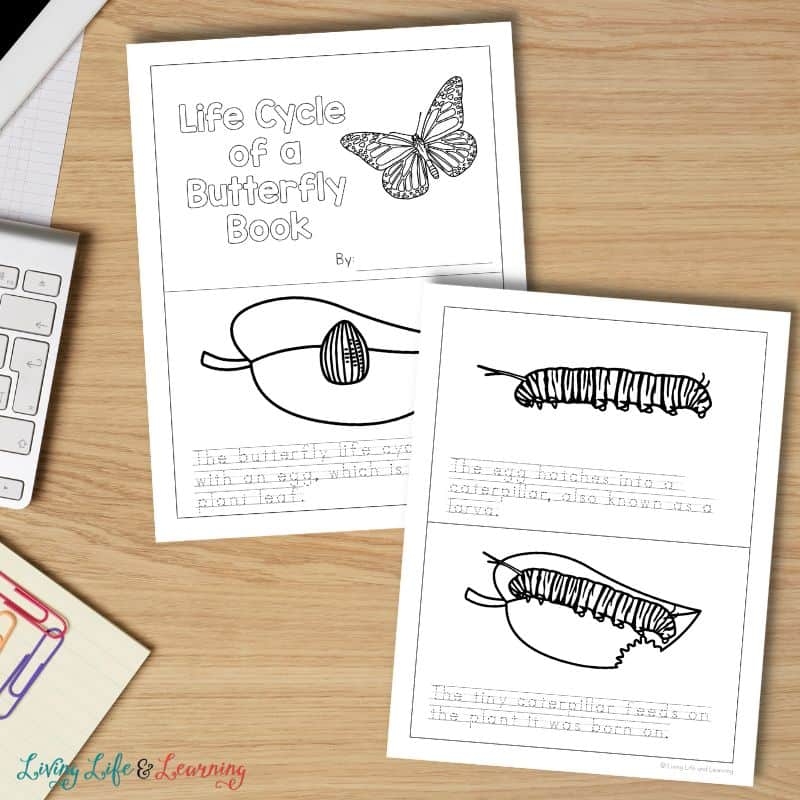 Butterfly Life Cycle Booklet Butterfly Life Cycle Booklet
