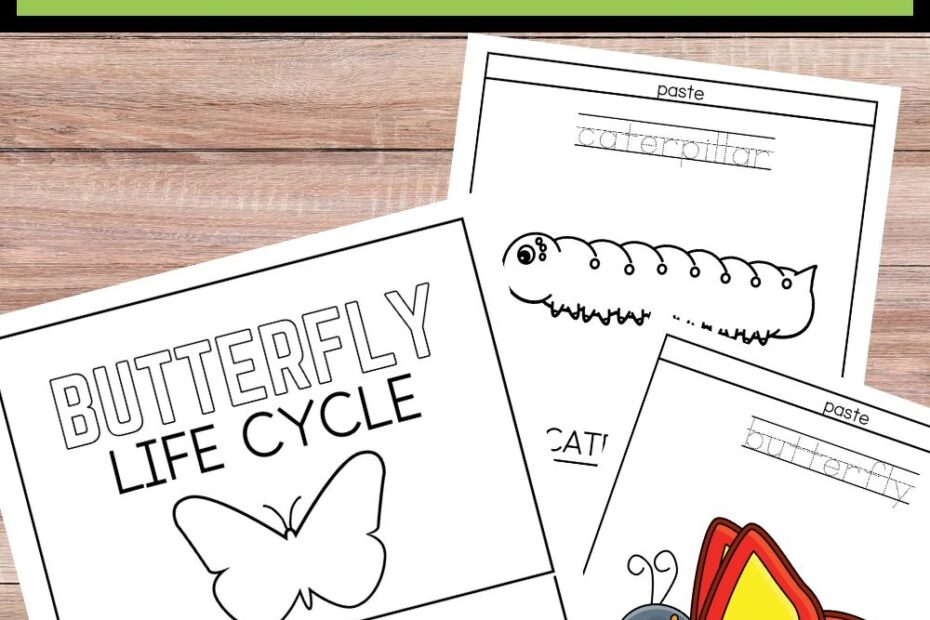 Butterfly Life Cycle Booklet Darcy And Brian Shop