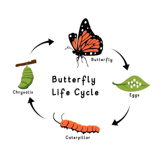life cycle of a butterfly pictures to color life cycle of a butterfly pictures to color