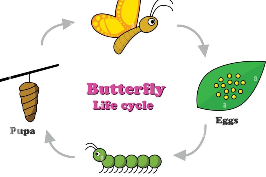 Butterfly Life Cycle Cartoon