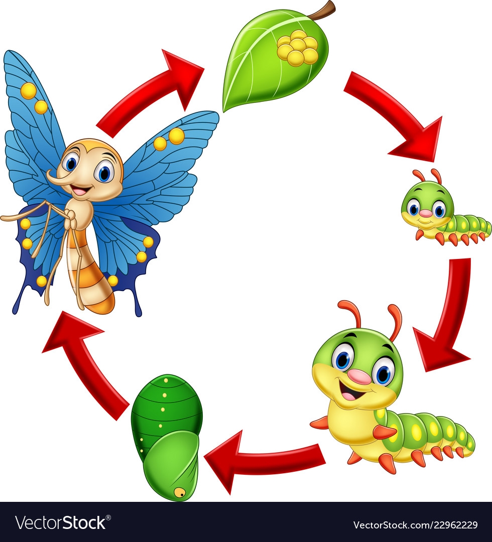 Butterfly Life Cycle Cartoon Images Butterfly Life Cycle Cartoon Images