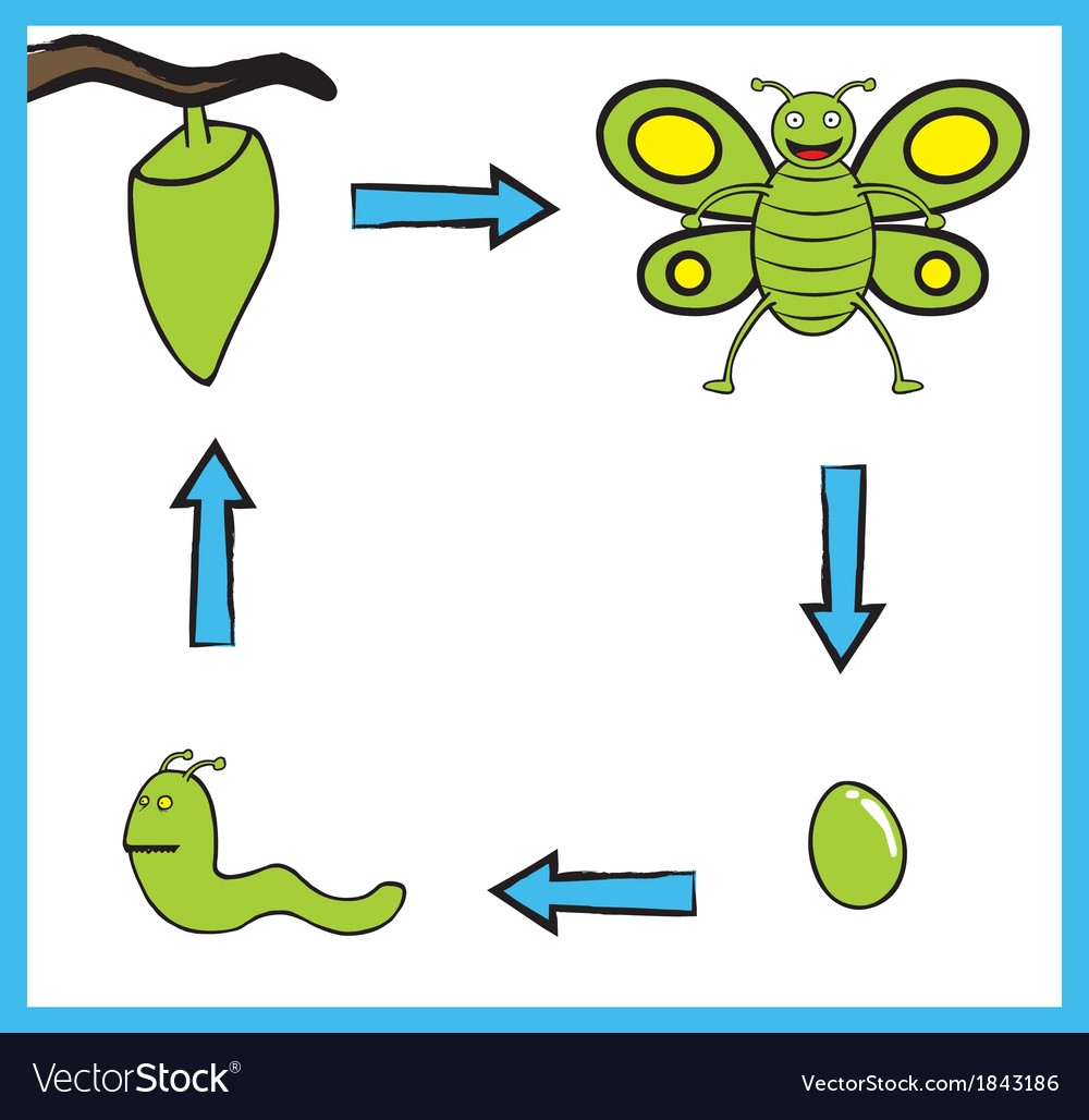 Butterfly Life Cycle Cartoon Royalty Free Vector Image Butterfly Life Cycle Cartoon Royalty Free Vector Image