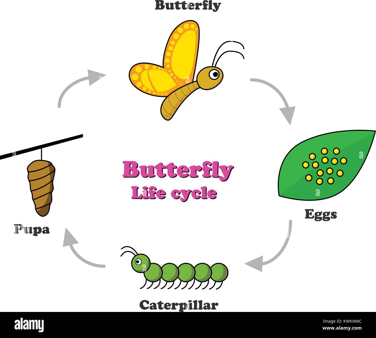 Butterfly Life Cycle Cartoon Butterfly Life Cycle Cartoon