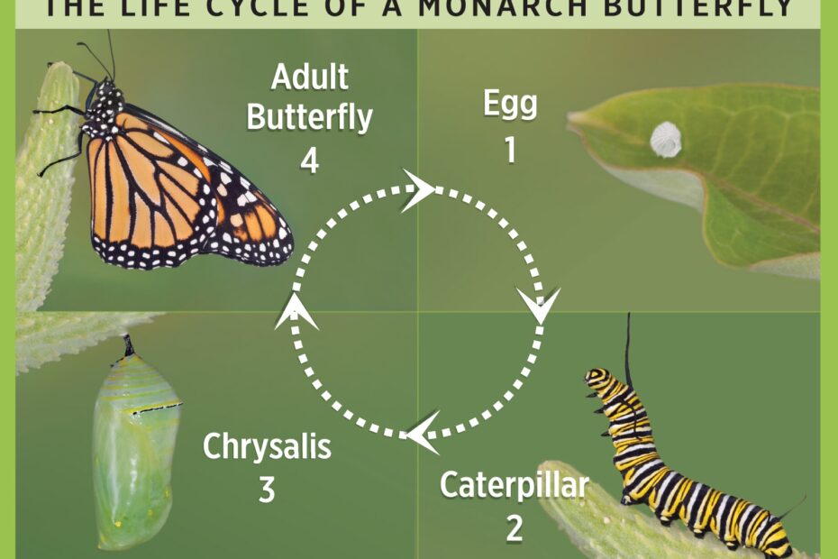 Butterfly Life Cycle Chart Printable