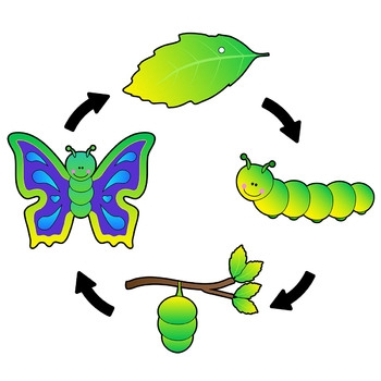 Life Cycle of a Butterfly Clip Art Life Cycle of a Butterfly Clip Art