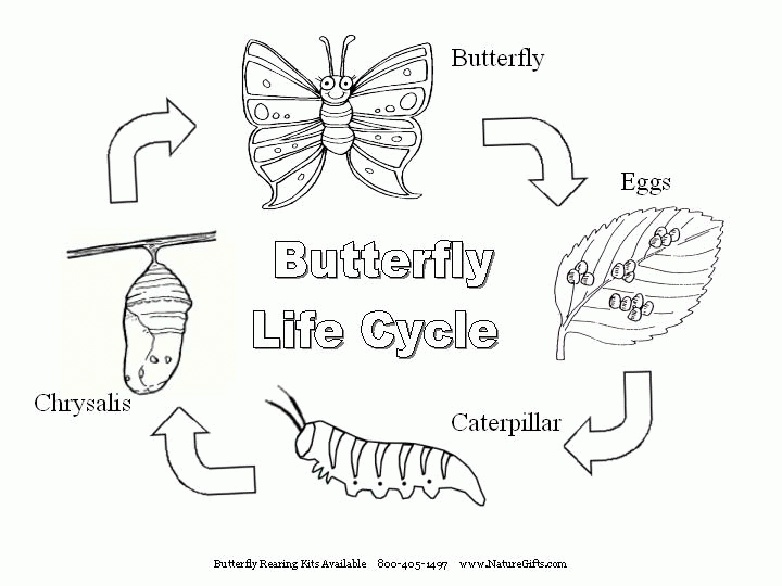 Butterfly Life Cycle Clipart Black And White 20 Free Cliparts Butterfly Life Cycle Clipart Black And White 20 Free Cliparts