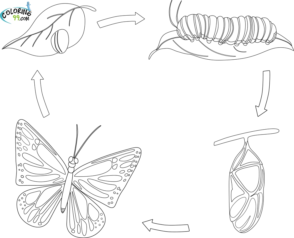 Brassica White Butterfly Life Cycle