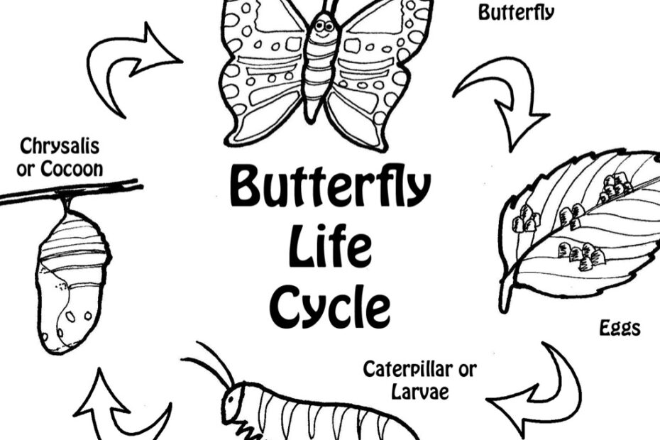 Butterfly Life Cycle Clipart Black And White Clipground
