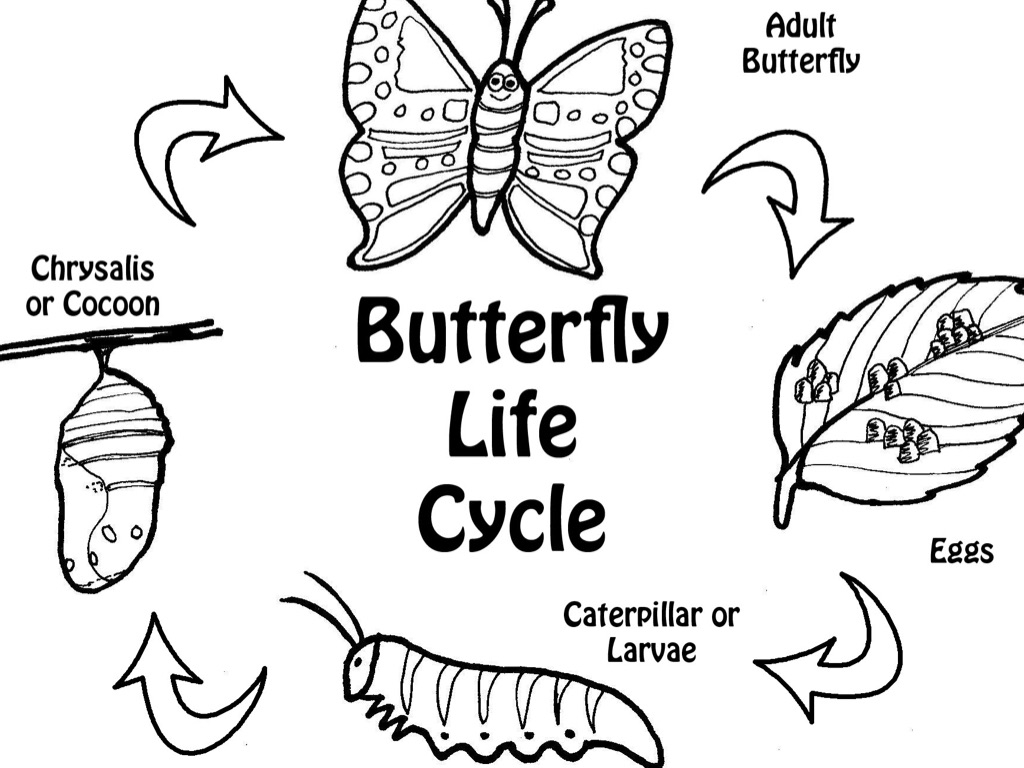 Butterfly Life Cycle Clipart Black And White Clipground