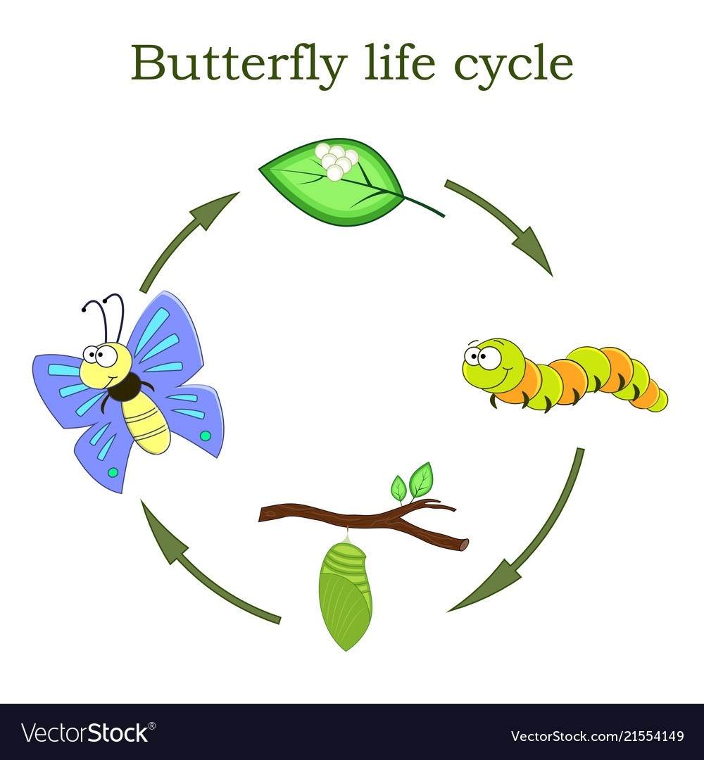 Butterfly Life Cycle Clipart Bw And Color Butterfly Life Cycle Images Butterfly Life Cycle Clipart Bw And Color Butterfly Life Cycle Images