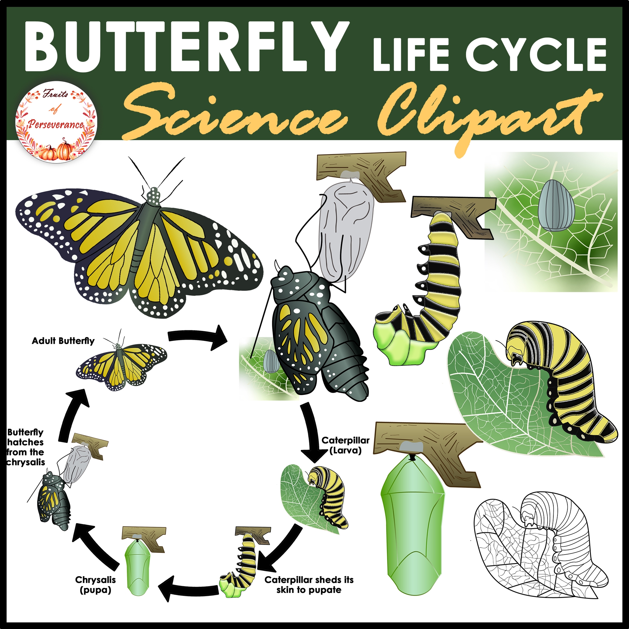 Butterfly Life Cycle Clipart Complete Metamorphosis Clip Art Made Butterfly Life Cycle Clipart Complete Metamorphosis Clip Art Made