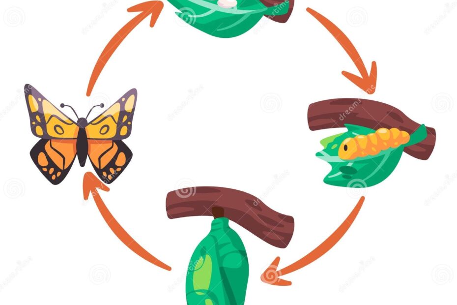 Butterfly Life Cycle Clipart Egg Clipart Butterfly Life Cycle 20 Clip