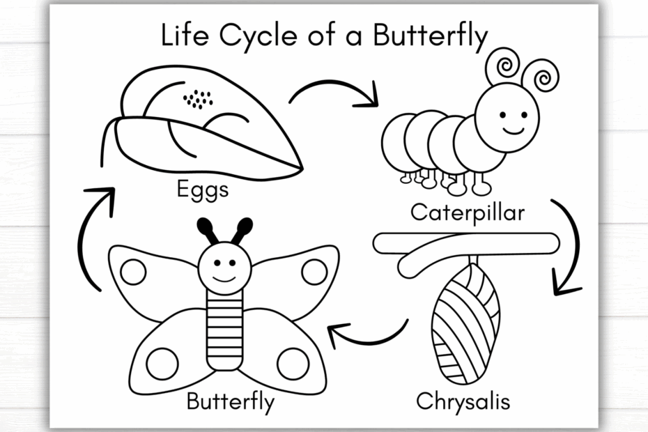 Butterfly life cycle coloring page 1 Mom Wife Busy Life