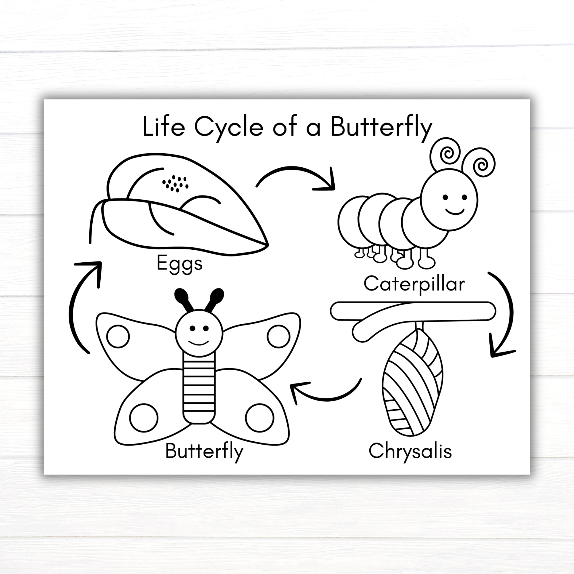 Butterfly Life Cycle Coloring Butterfly Life Cycle Coloring