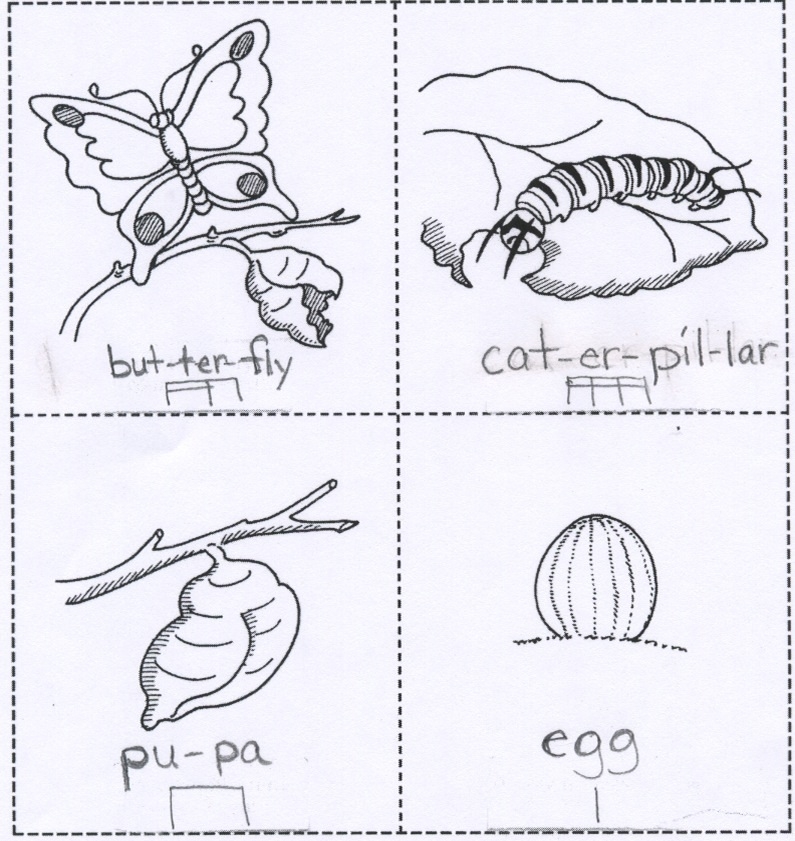 Butterfly Life Cycle Colouring Sheet Butterfly Life Cycle Colouring Sheet
