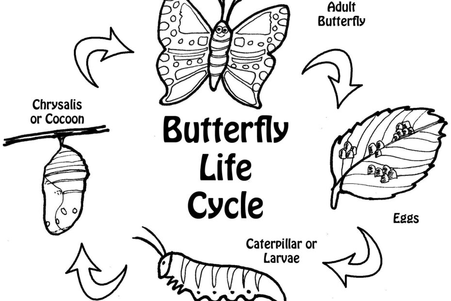Butterfly Life Cycle Coloring Page