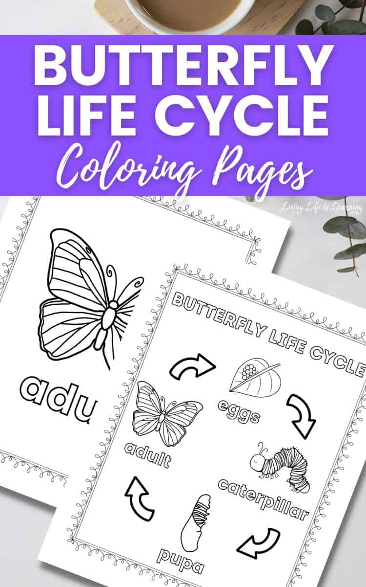 Butterfly Life Cycle Coloring Page Butterfly Coloring Page Butterfly Butterfly Life Cycle Coloring Page Butterfly Coloring Page Butterfly