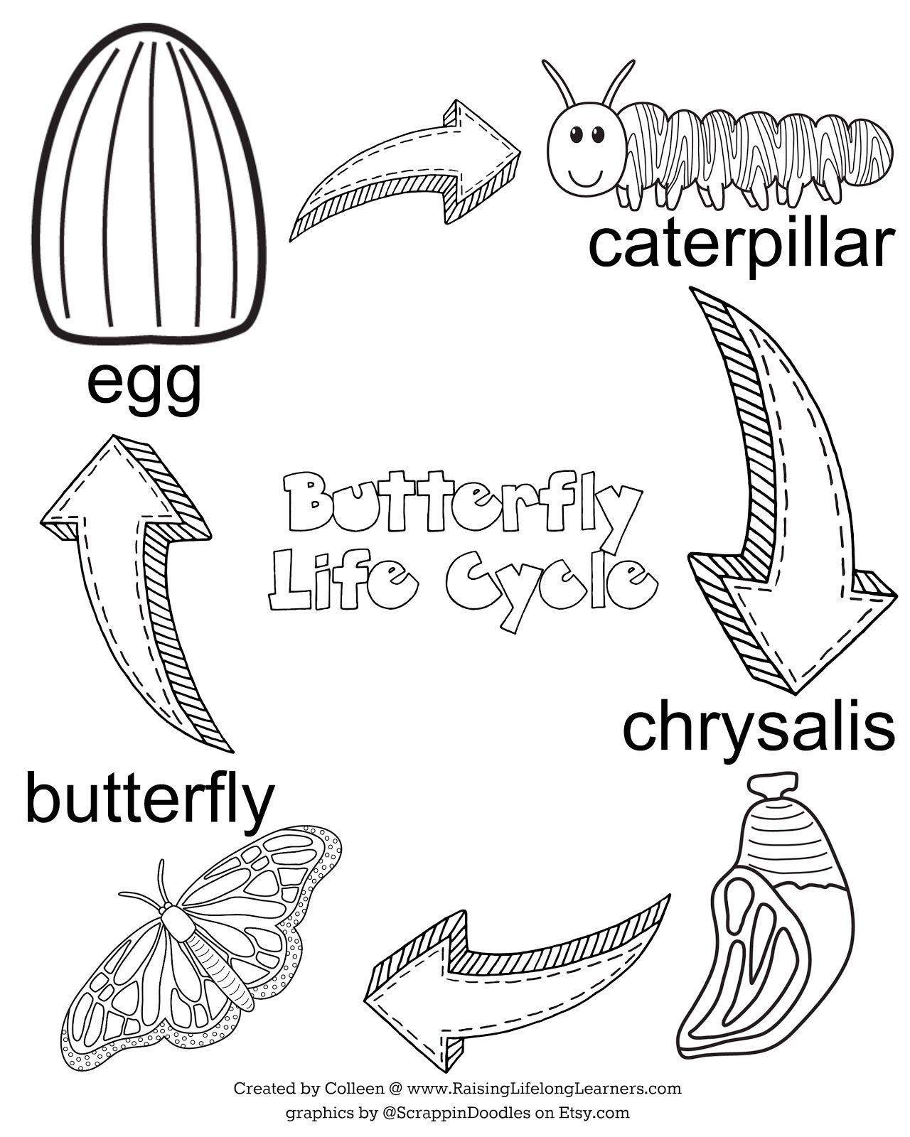 Butterfly Life Cycle Coloring Worksheets