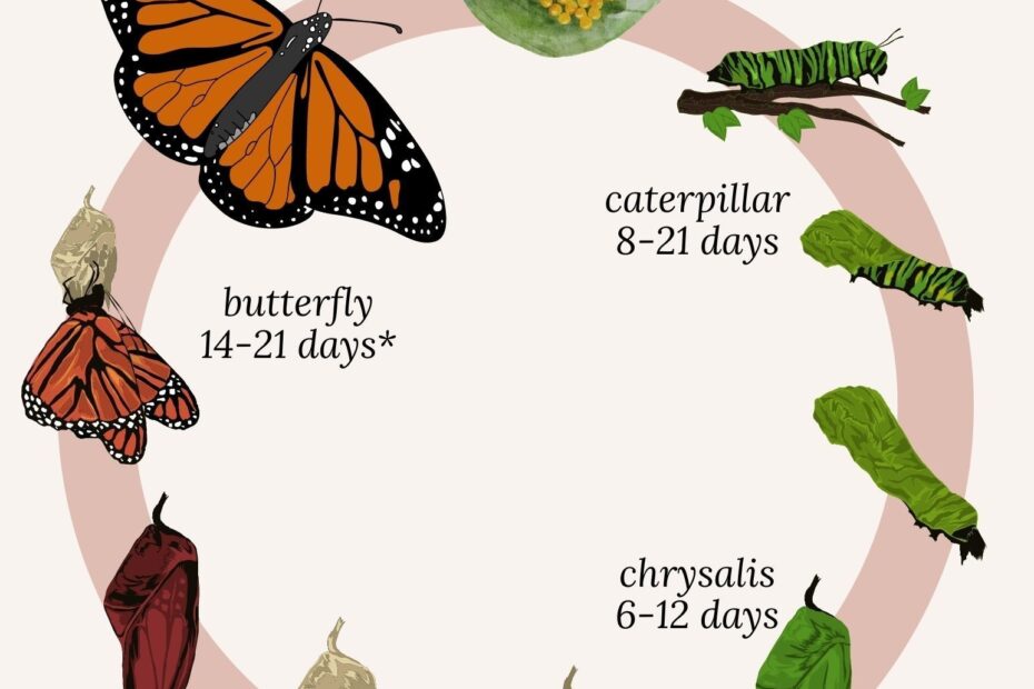 Butterfly Life Cycle Coloring Page For Preschoolers