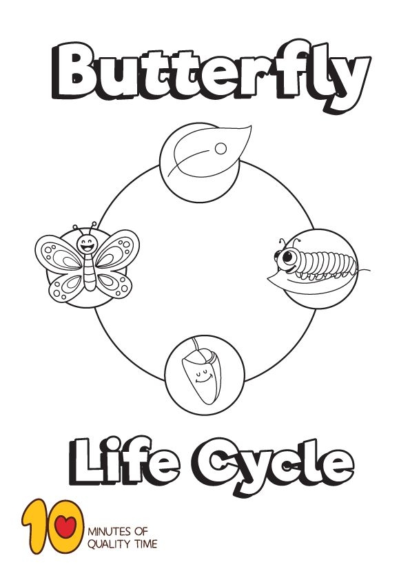 Butterfly Life Cycle Colouring Page Butterfly Life Cycle Colouring Page