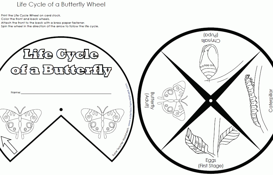 Butterfly Life Cycle Coloring Pages Coloring Home