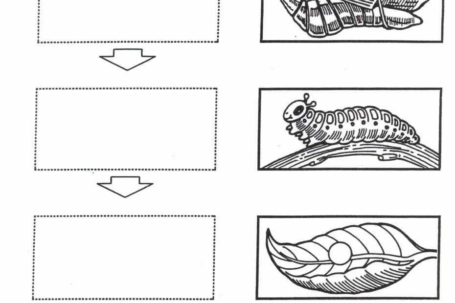 Butterfly Life Cycle Coloring Pages Coloring Home