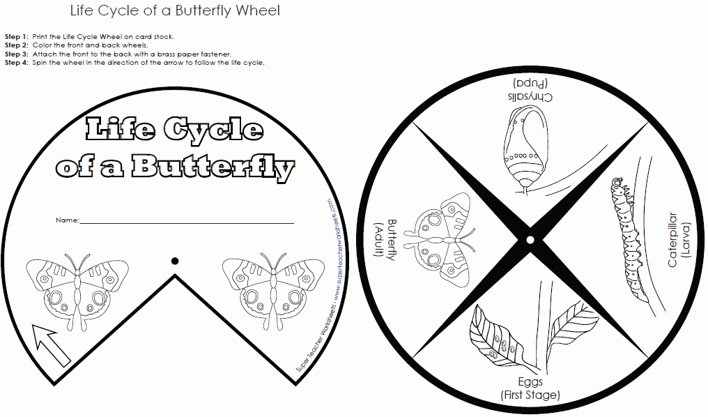 Butterfly Life Cycle Coloring Pages Coloring Home Butterfly Life Cycle Coloring Pages Coloring Home