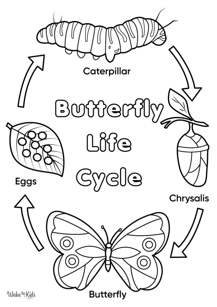 Butterfly Life Cycle Coloring Page Butterfly Life Cycle Coloring Page