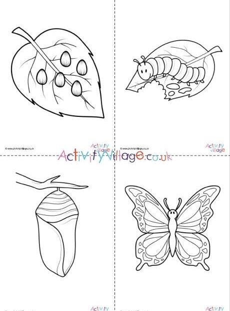 Butterfly Life Cycle Colouring Pages Set Life Cycles Butterfly Life