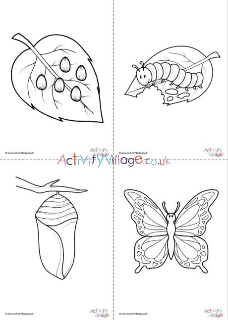 Butterfly Life Cycle Colouring Pages Set Life Cycles Butterfly Life Butterfly Life Cycle Colouring Pages Set Life Cycles Butterfly Life