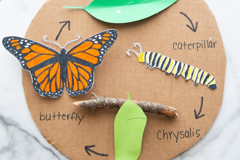 Butterfly Life Cycle Craft with Free Template The Best Ideas For Kids