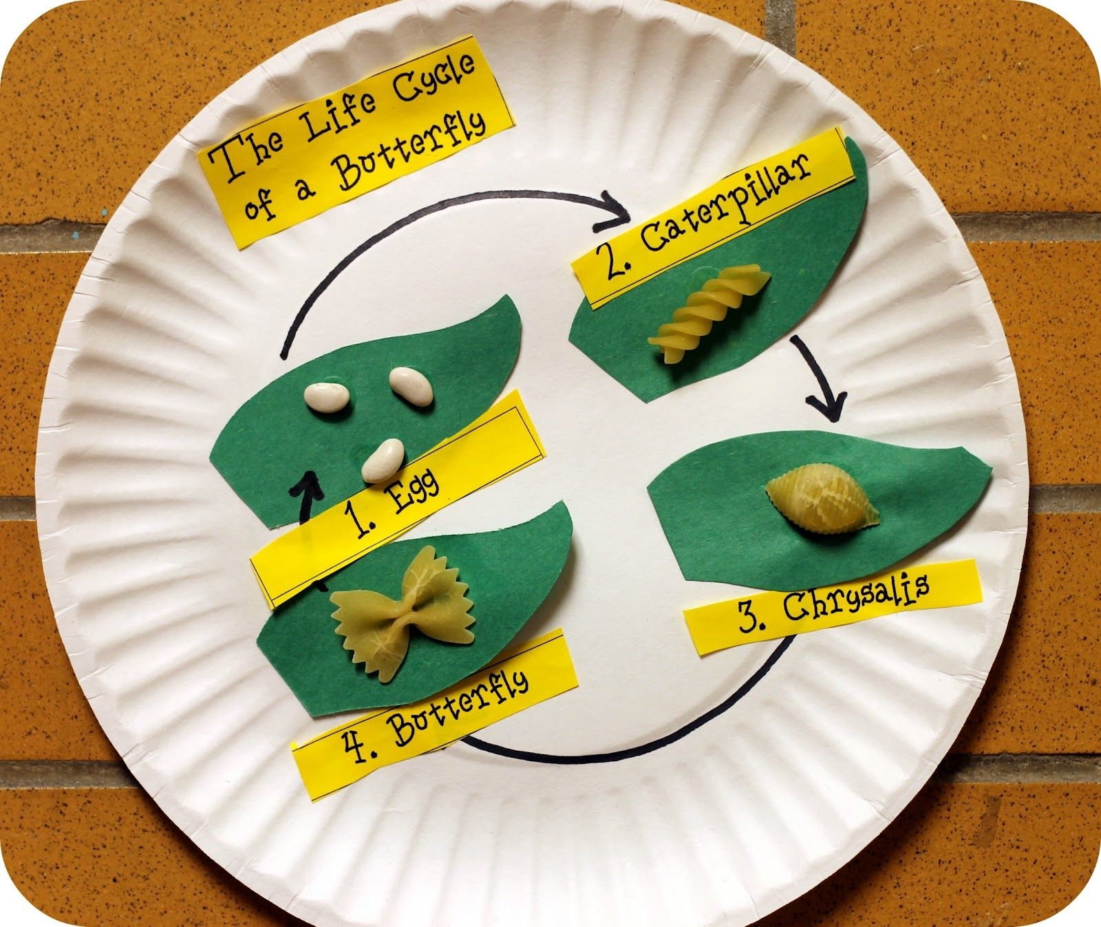 Butterfly Life Cycle Pasta Craft Butterfly Life Cycle Pasta Craft