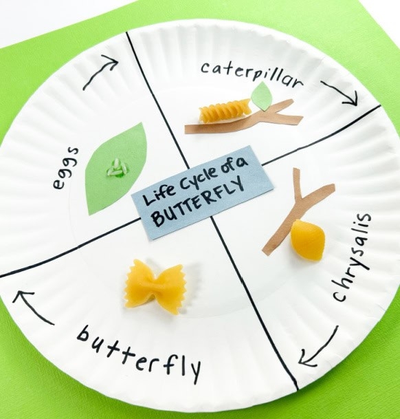 Butterfly Life Cycle Pasta Butterfly Life Cycle Pasta