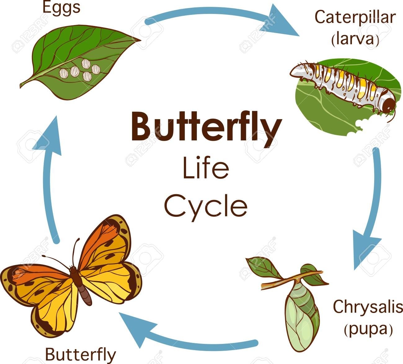 Butterfly Life Cycle Diagram Butterfly Mania Butterfly Life Cycle Diagram Butterfly Mania