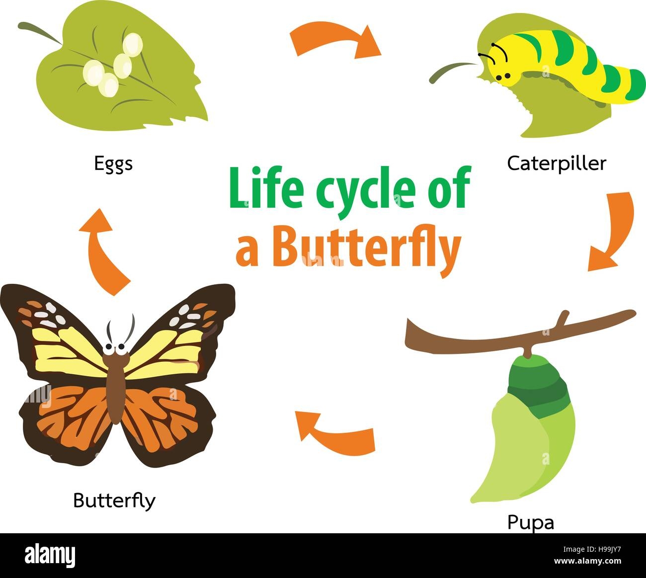 Butterfly Life Cycle Diorama Creative Crafts Butterfly Life Cycle Diorama Creative Crafts