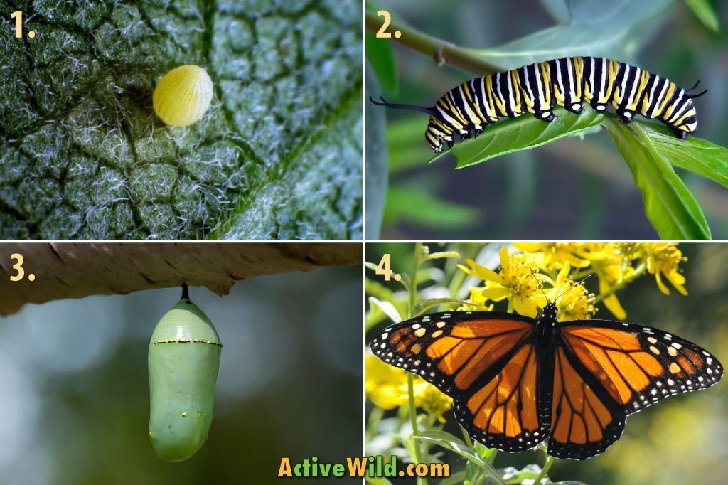 Butterfly Life Cycle Explained With Pictures Facts On All 4 Stages Butterfly Life Cycle Explained With Pictures Facts On All 4 Stages